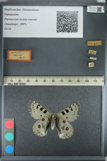 Media type: image;   Entomology 174552